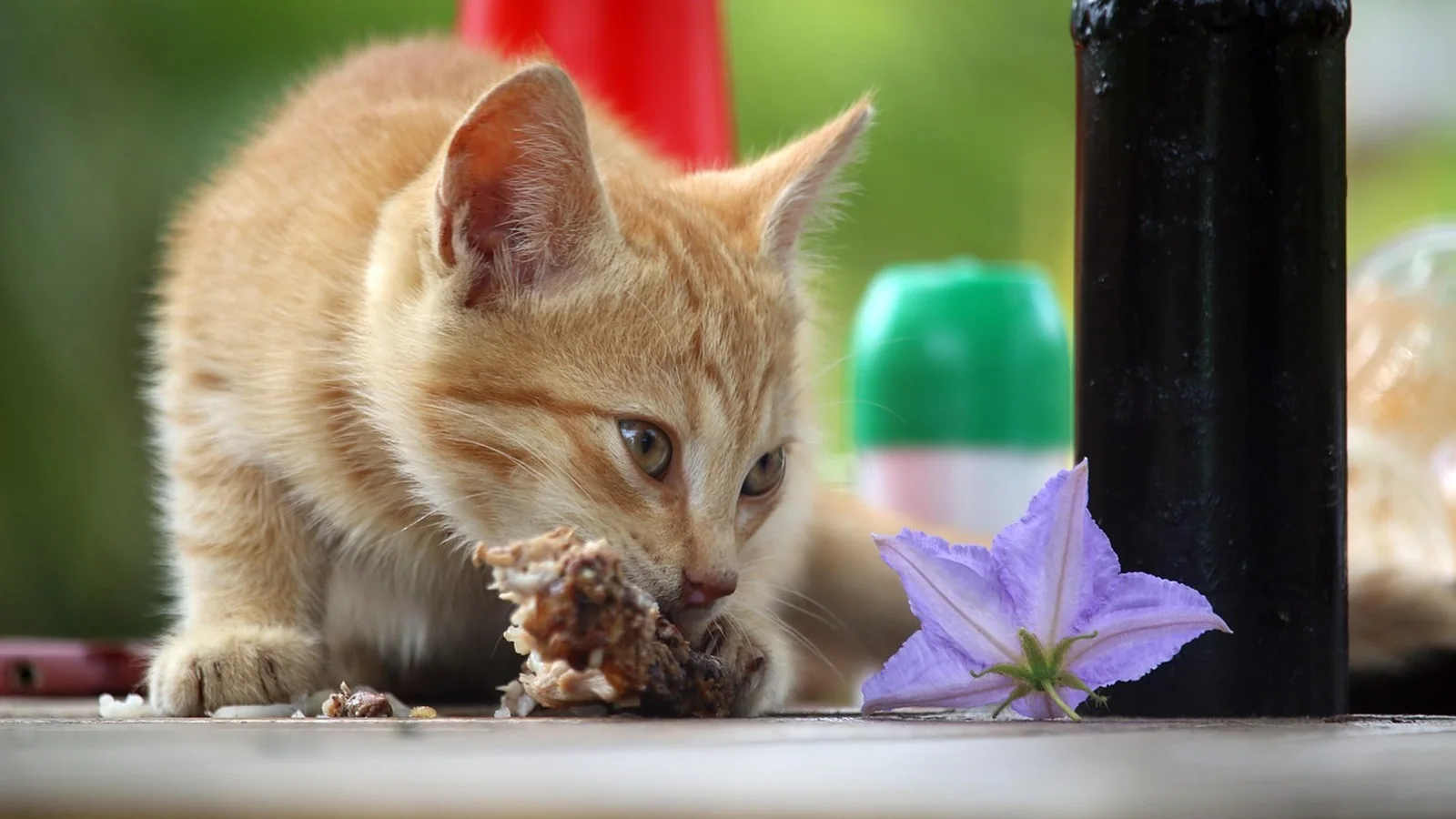 Kattunge ved matskål