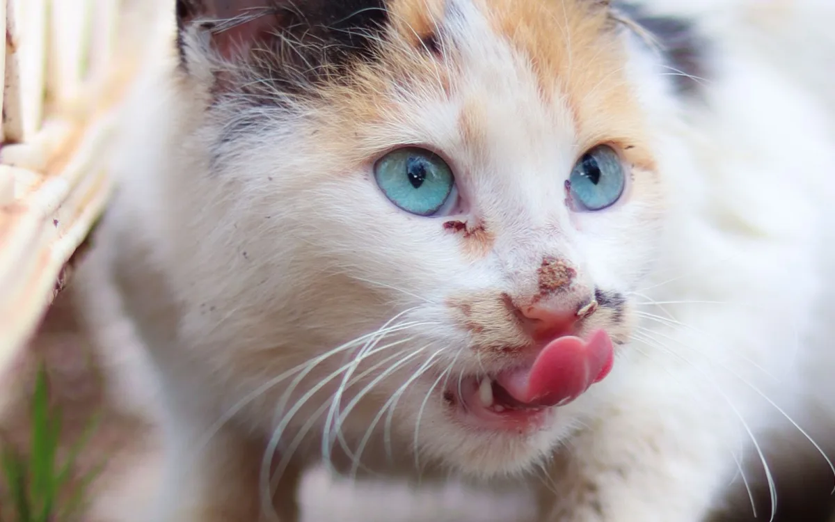 Sterilisert katt ved matskål