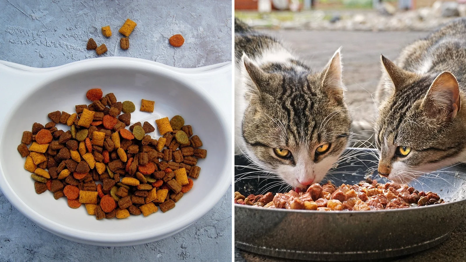 Katt med tørrfôr og våtfôr